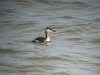 Red-necked Grebe at Southend Pier (Steve Arlow) (69150 bytes)
